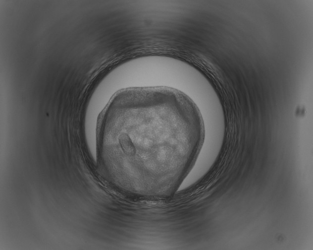 X0000090900552200708270946