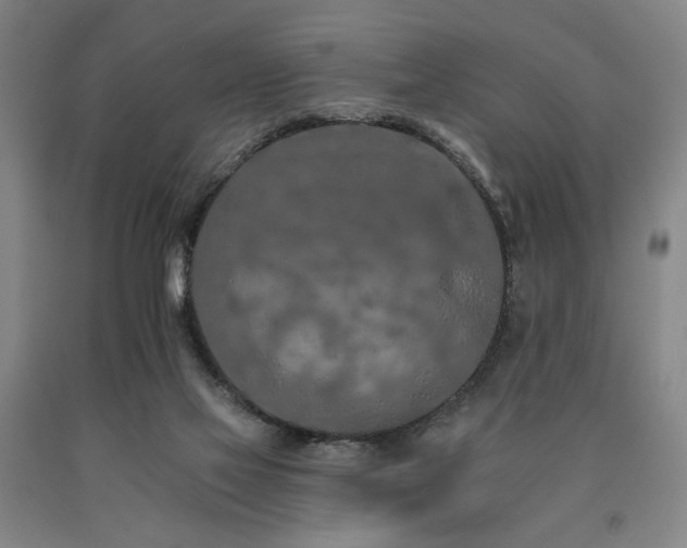 X0000090910069200707301443