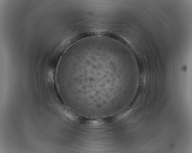 X0000090910286200707301440