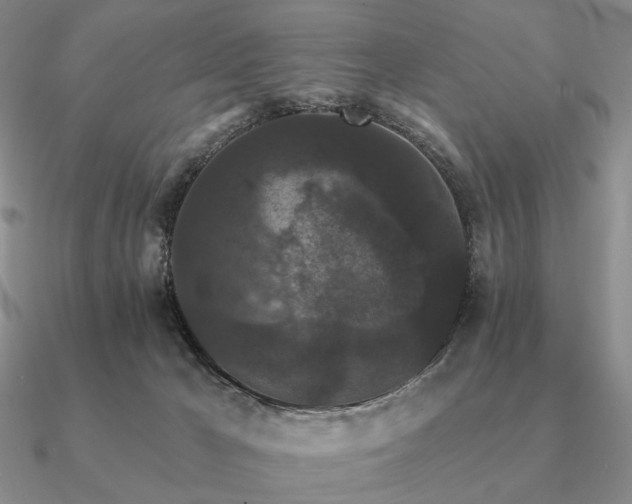 X0000090910029200708061531