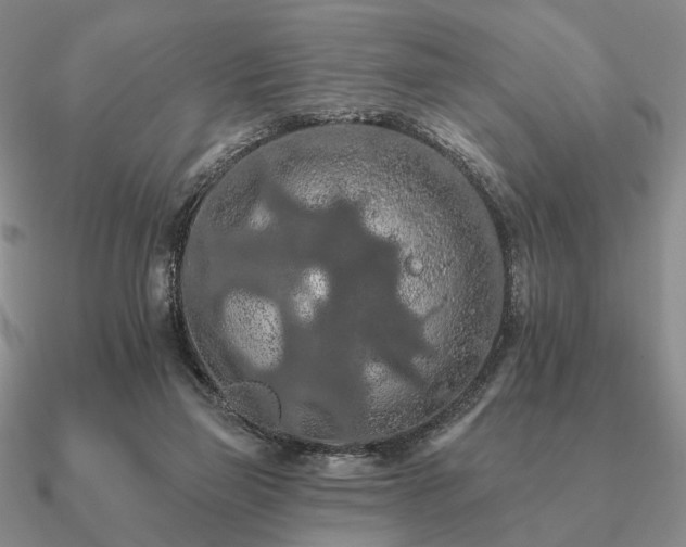 X0000090910165200708061529