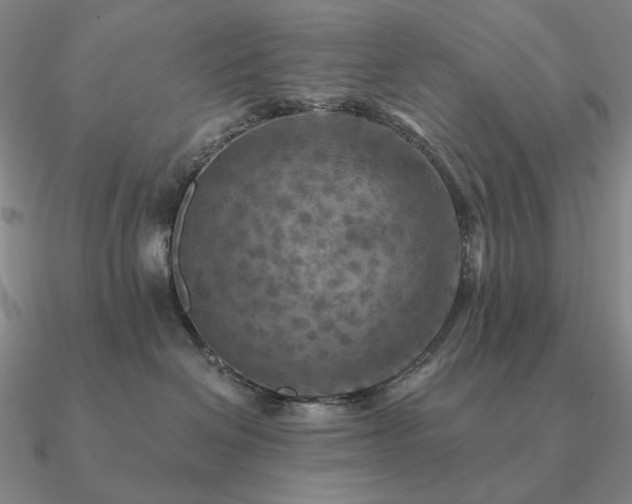 X0000090910286200708061528