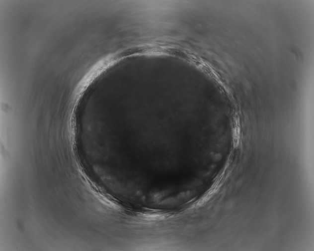 X0000090910295200708061528