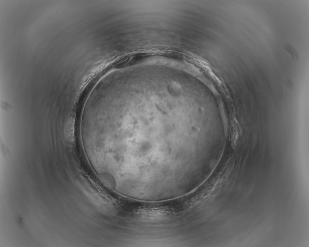 X0000090910299200708061528