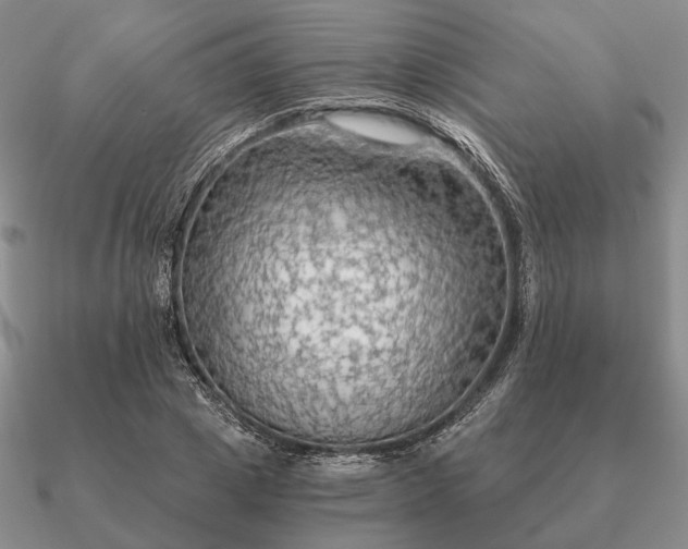 X0000090910833200708061521