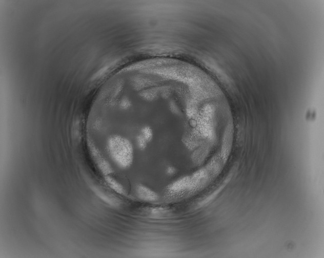 X0000090910165200708201750