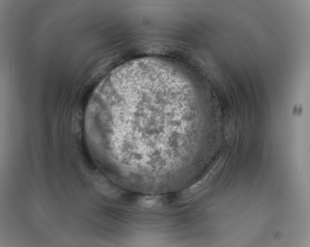 X0000090910175200708201750