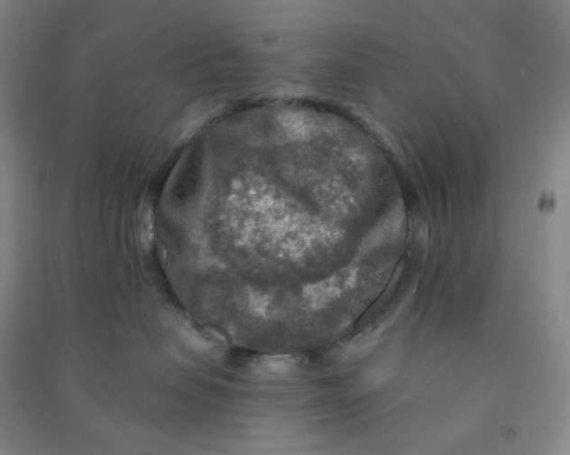 X0000090910479200708201746