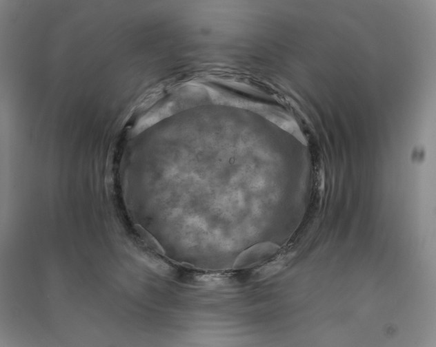 X0000090910516200708201745