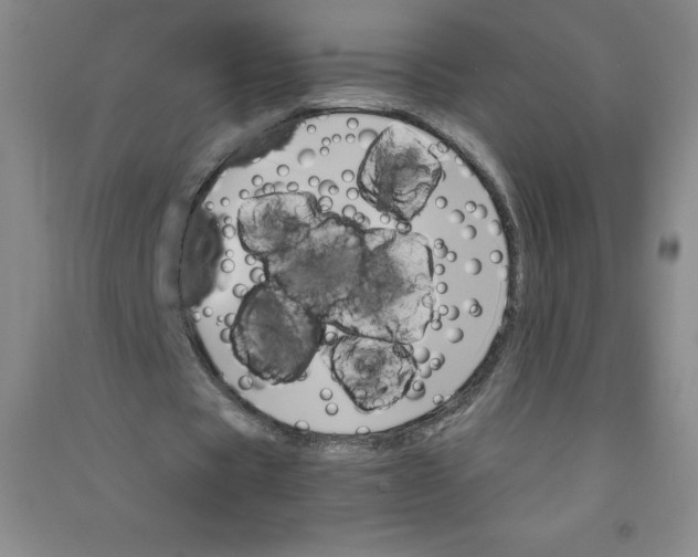 X0000090910529200708201744