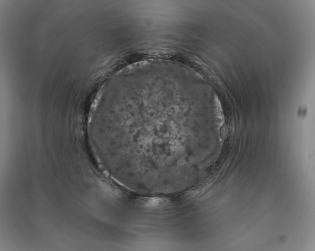 X0000090910663200708201743