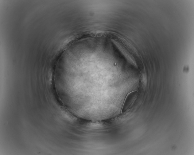 X0000090910668200708201743