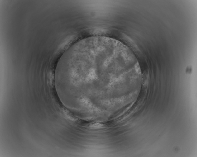 X0000090910669200708201743