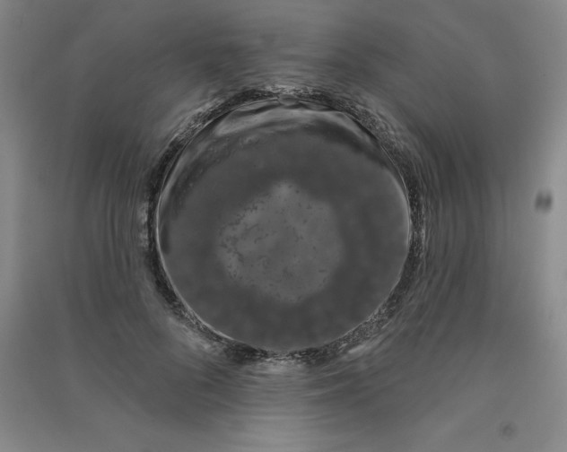 X0000090910696200708201742