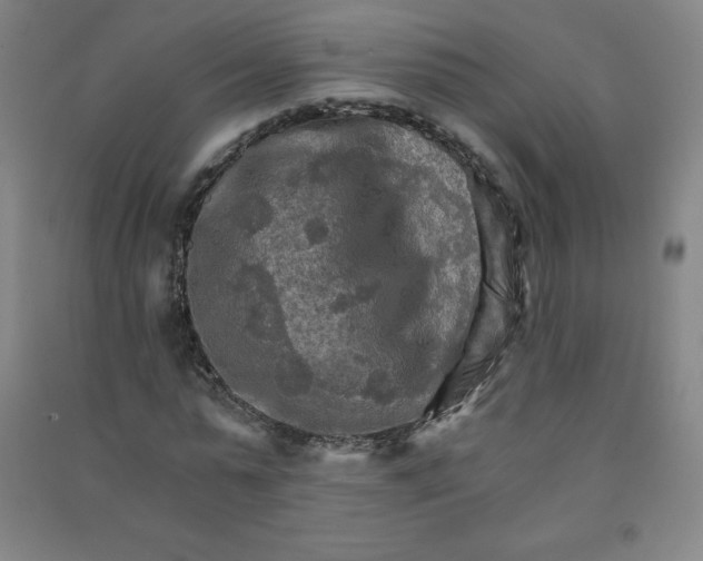 X0000090910775200708201740