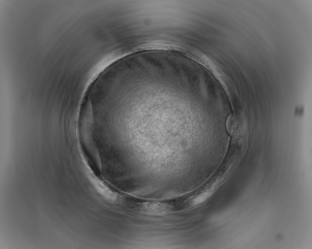 X0000090910795200708201740