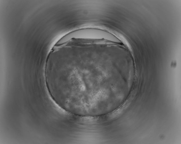 X0000090910855200708201740