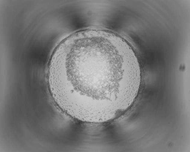 X0000090910856200708201740