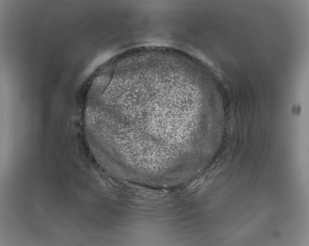 X0000090911255200708201733