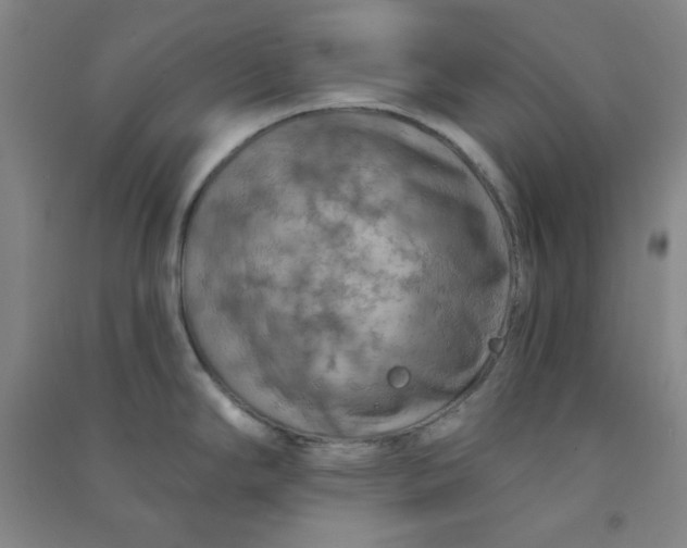 X0000090911294200708201732