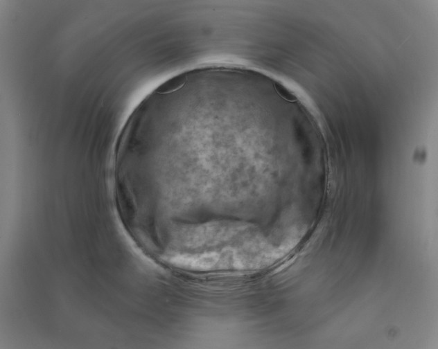 X0000090911295200708201732