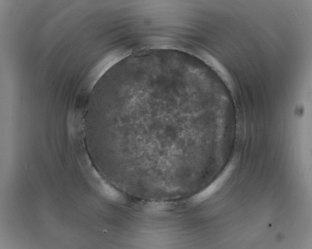 X0000090911385200708201731