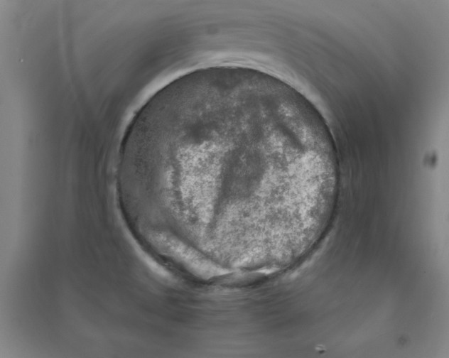 X0000090911525200708201729