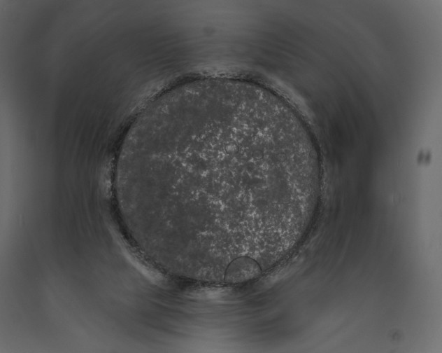 X0000090910065200708271013