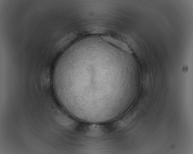 X0000090910261200708271010