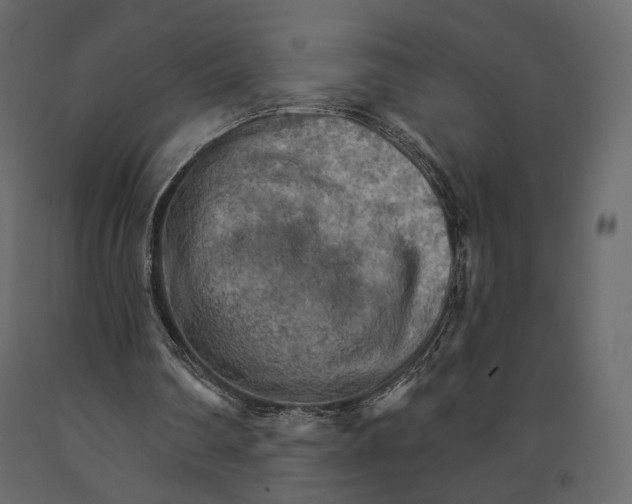 X0000090910290200708271010