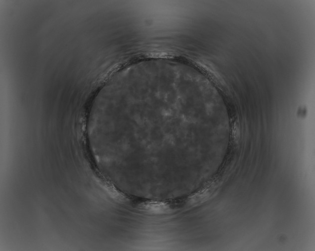 X0000090910322200708271009