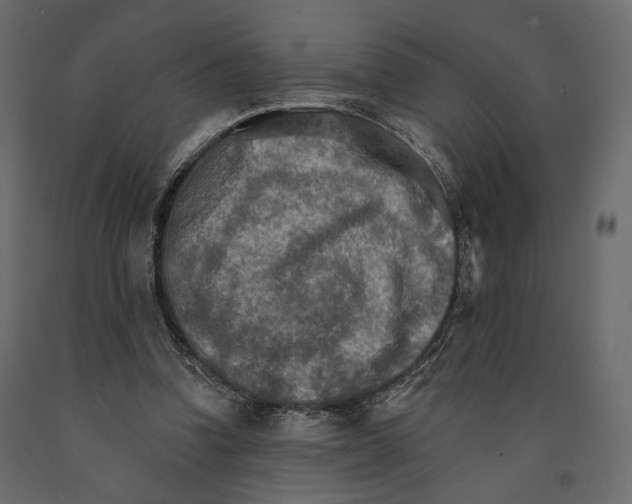 X0000090910346200708271009