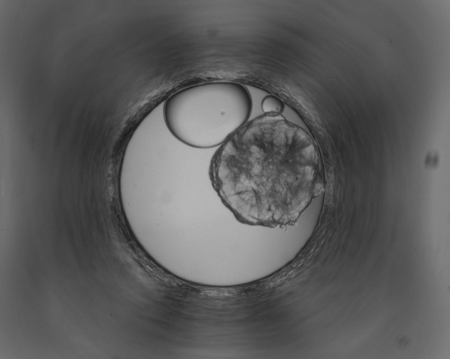 X0000090910354200708271009