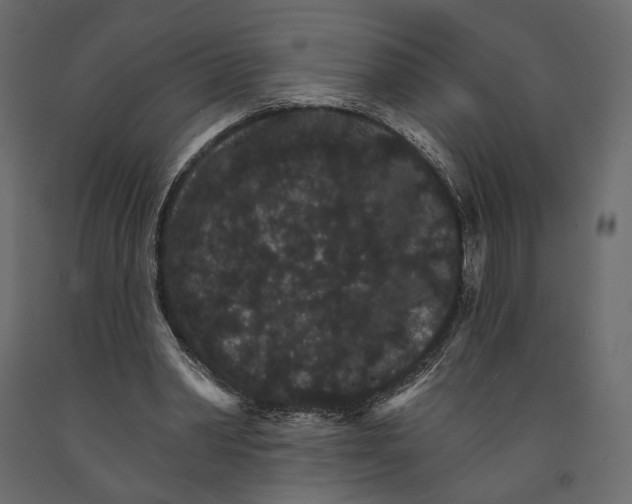 X0000090910390200708271009