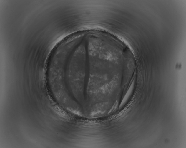 X0000090910975200708271001