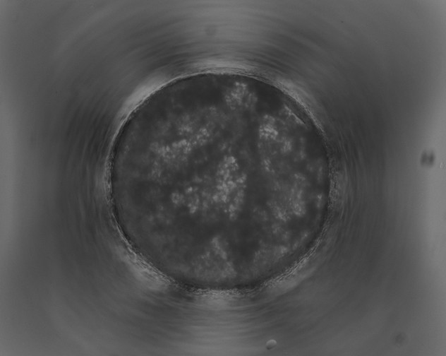 X0000090911074200708271000