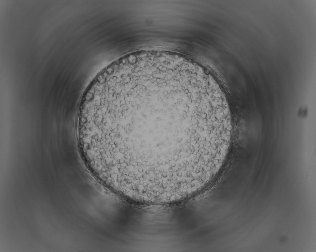 X0000090911130200708270959