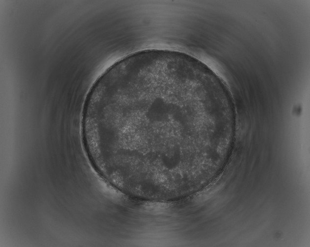 X0000090911237200708270958