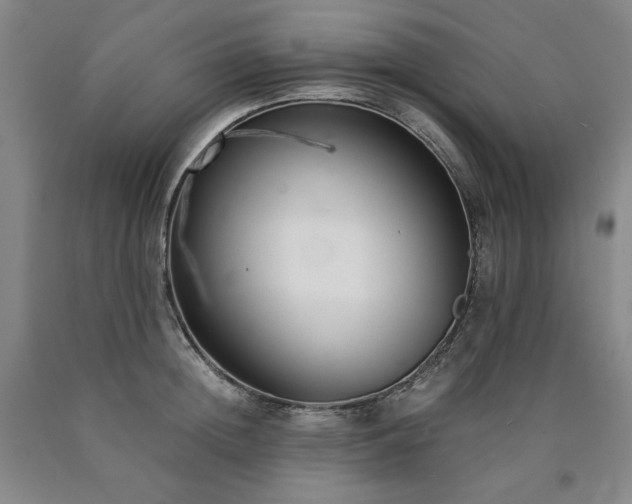X0000090920852200707301531