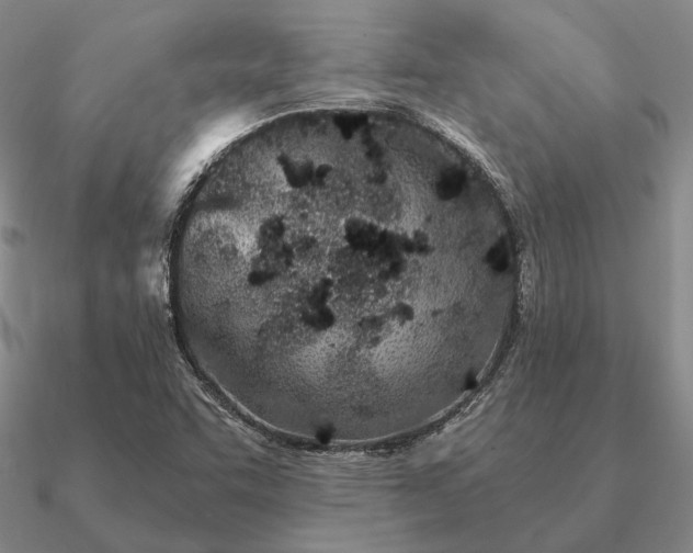 X0000090921455200708061533