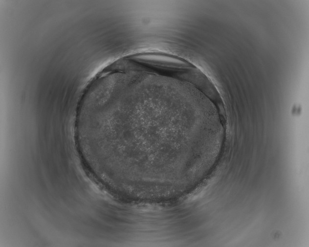 X0000090920434200708201809