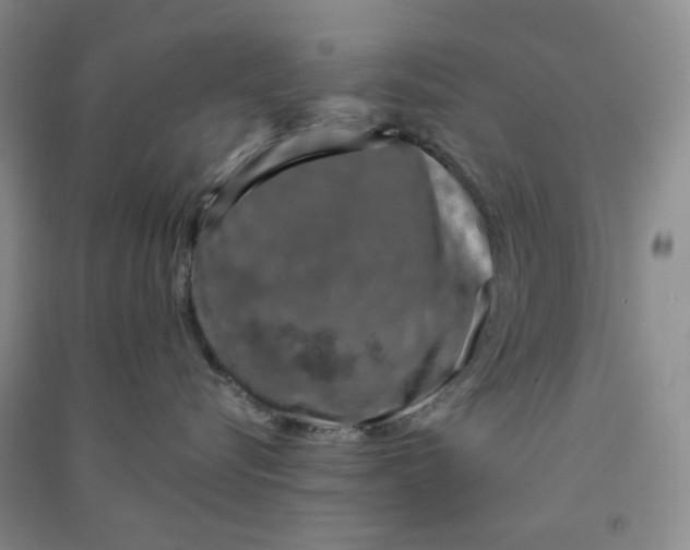 X0000090920576200708201809