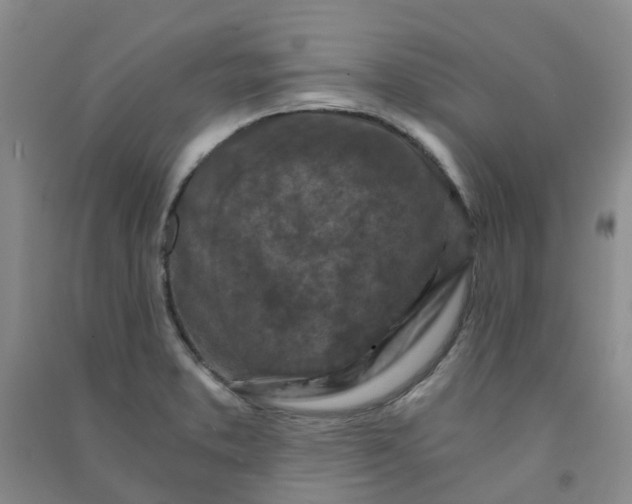 X0000090921373200708201756