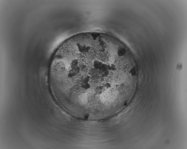 X0000090921455200708201754