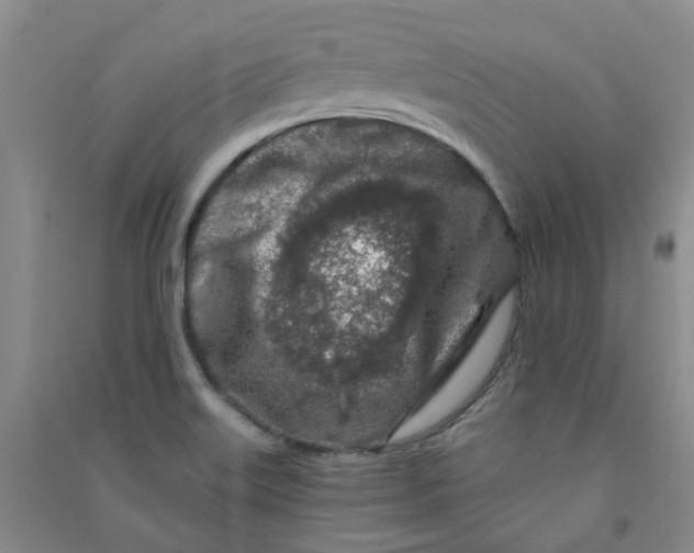 X0000090921515200708201753