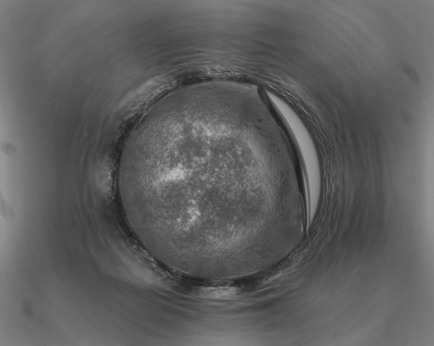 X0000090930266200708061609