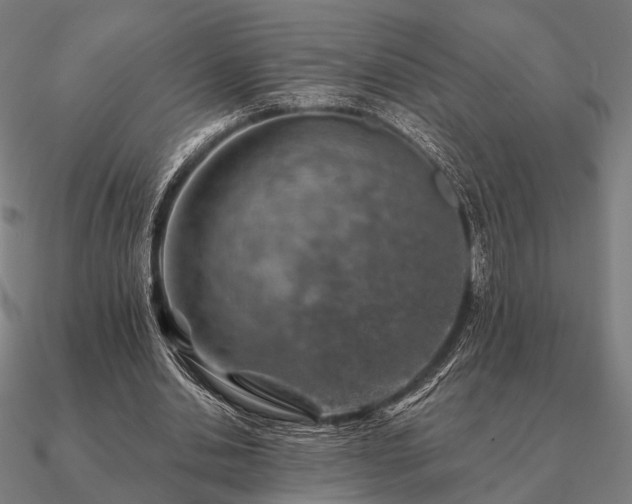 X0000090930438200708061606