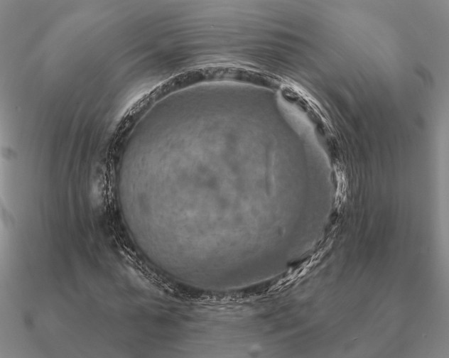 X0000090930775200708061602