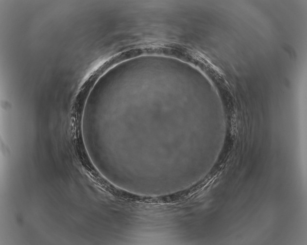 X0000090931208200708061557