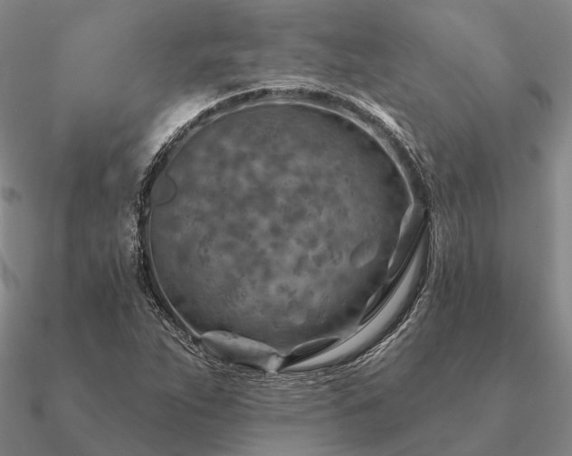 X0000090931263200708061556
